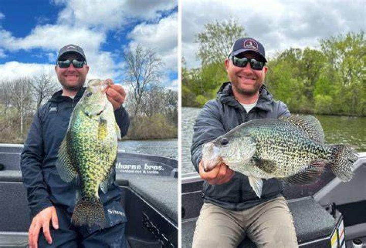 Are crappie attracted to scent?