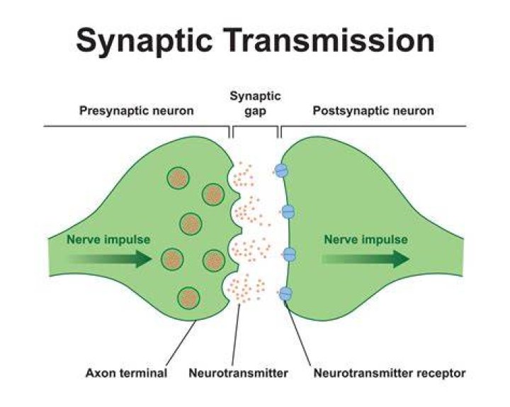 Are synapses on dendrites or axons?