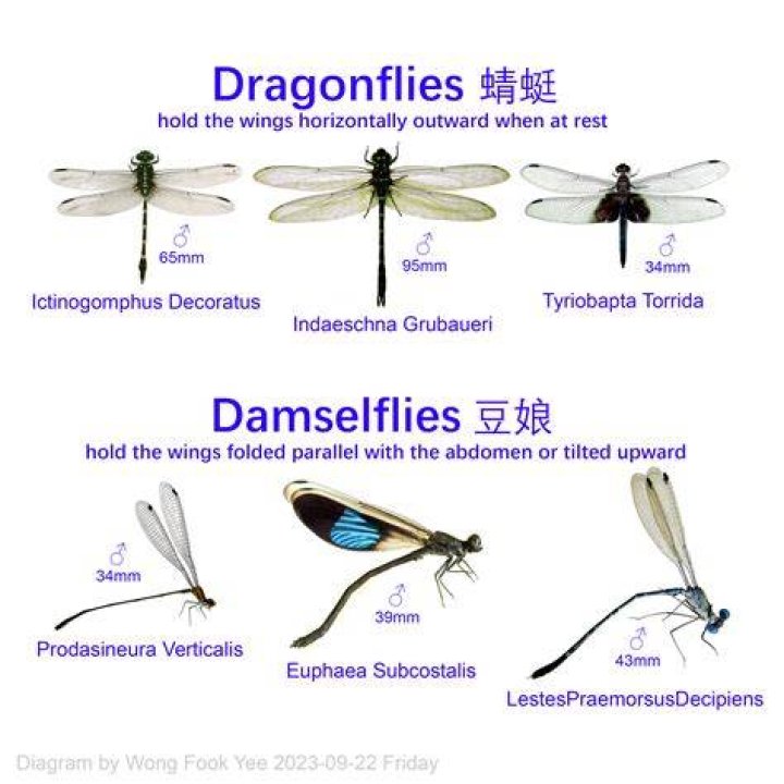 Are there dragonflies in Asia?