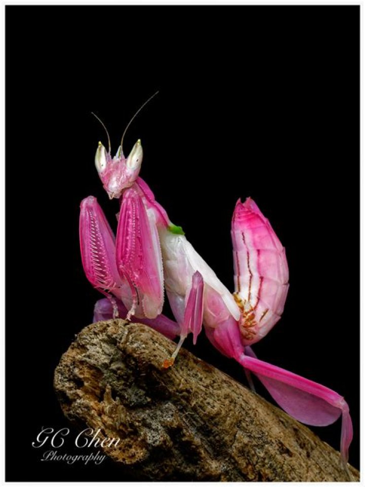 Can a orchid mantis be a pet?