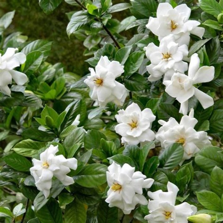 Can August Beauty Gardenia take full sun?