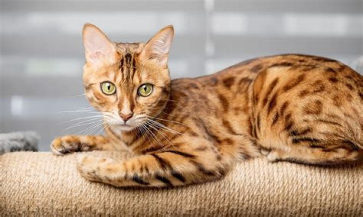 Can Bengal cats be orange?