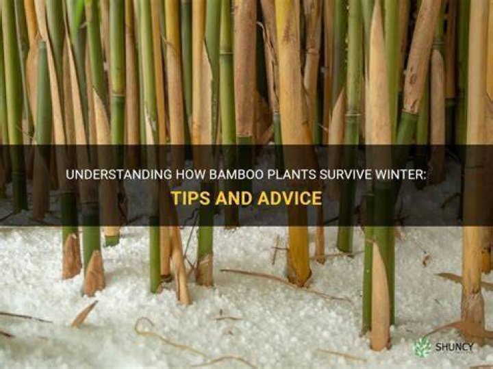 Can Golden Bamboo survive winter?