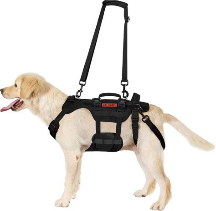 Can I bring a harness on a plane?