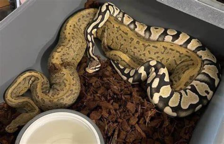 Can I handle my ball python after shedding?