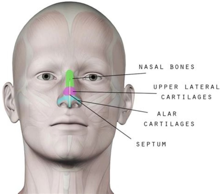 Can nose cartilage be bent?