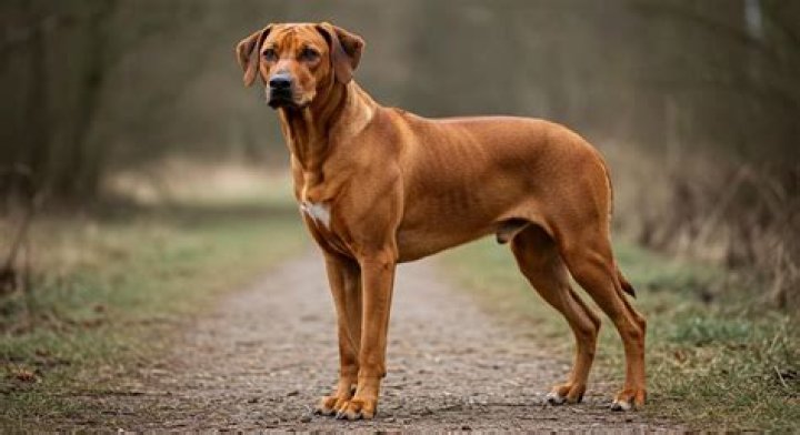 Can Rhodesian Ridgebacks not have a ridge?