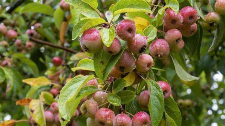 Can you keep a crab apple tree small?