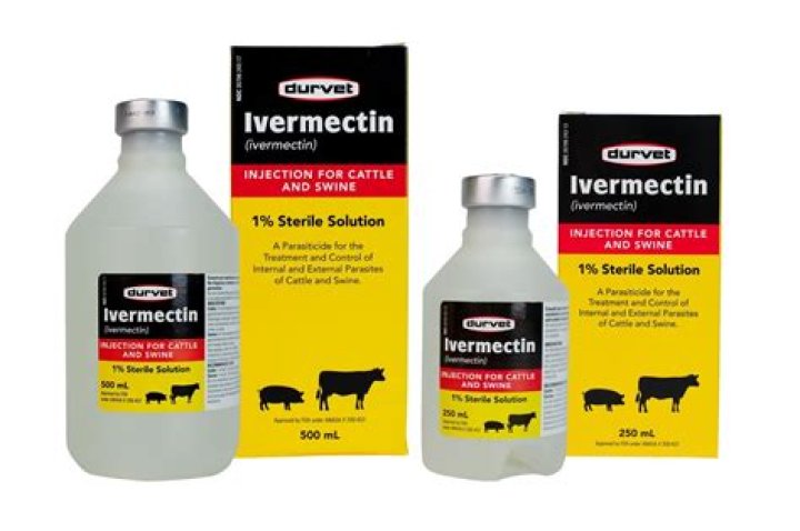 Can you worm pregnant cows with ivermectin?