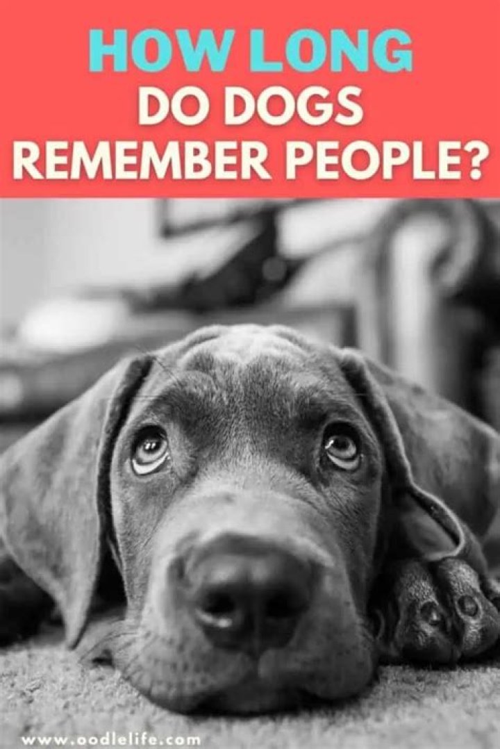 Do dogs Remember when you yell at them?