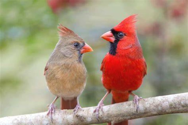 Do male and female cardinals mate for life?