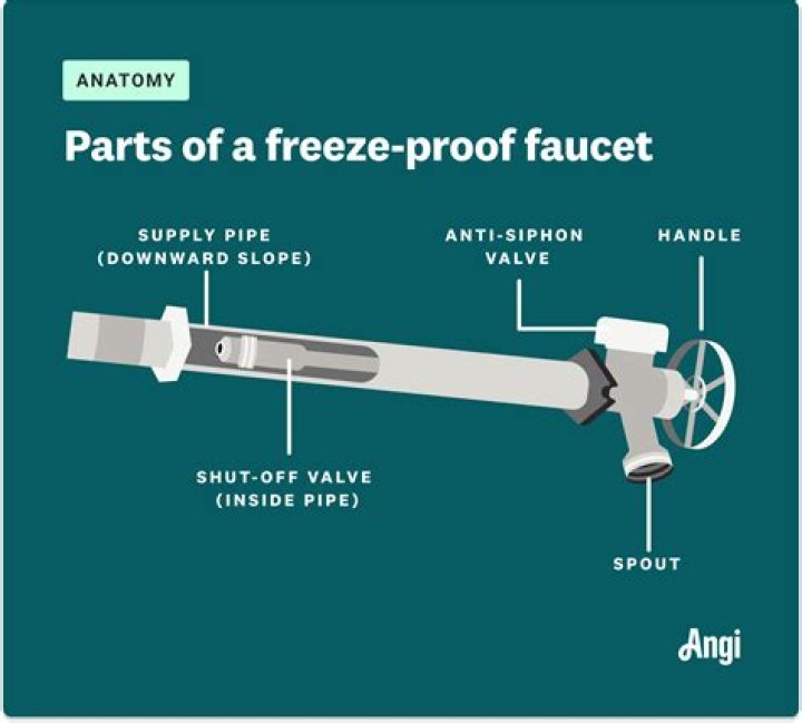 Do wood frogs die when they freeze?