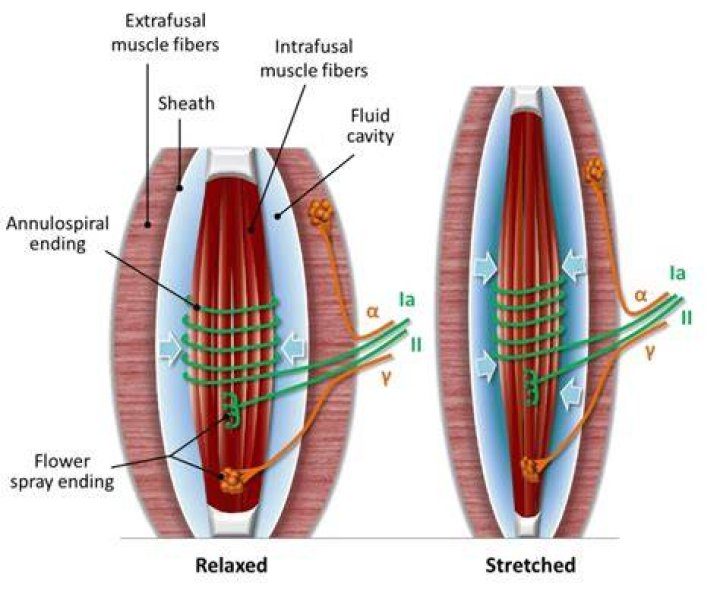 How are Intrafusal muscle fibers different from other fibers?
