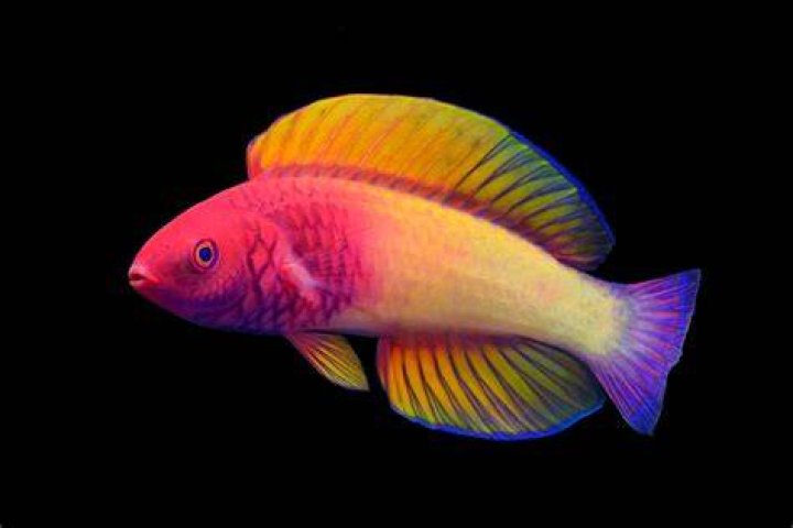 How big do fairy wrasse get?