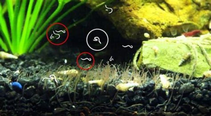 How do I get rid of little white worms in my fish tank?