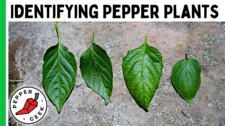 How do I identify a pepper plant?