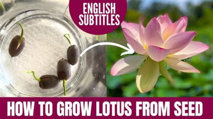 How do I remove lotus seed from skin?