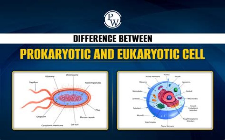 How do prokaryotic genomes differ from eukaryotic?