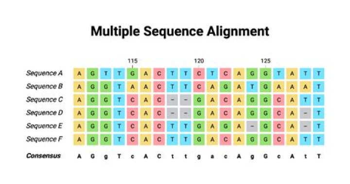 How do you align multiple protein sequences?
