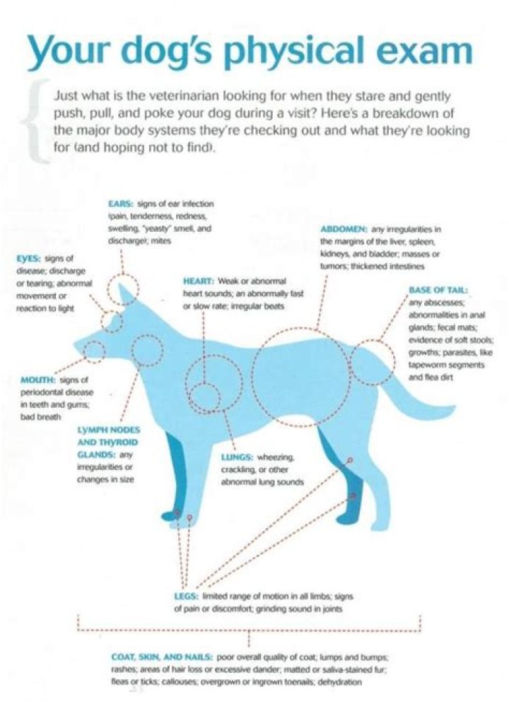 How do you do a physical exam on a dog?