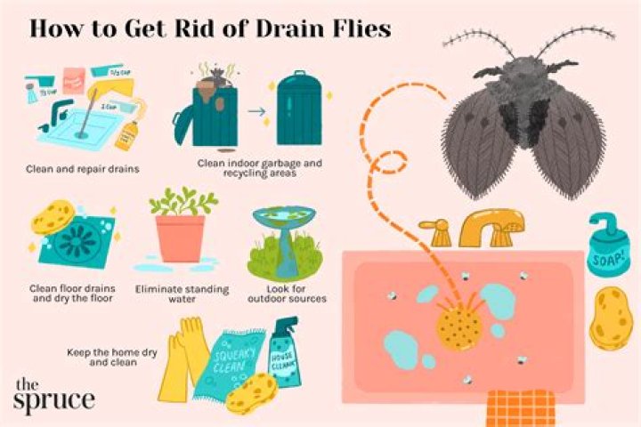 How do you get rid of drain flies fast?