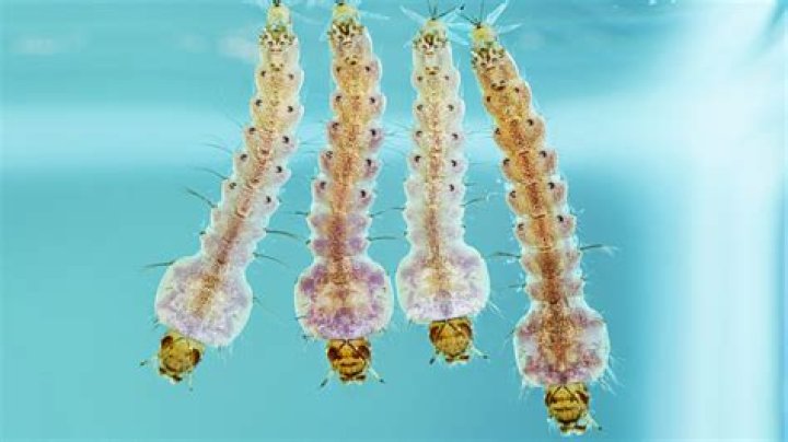 How do you identify an Anopheles larvae?
