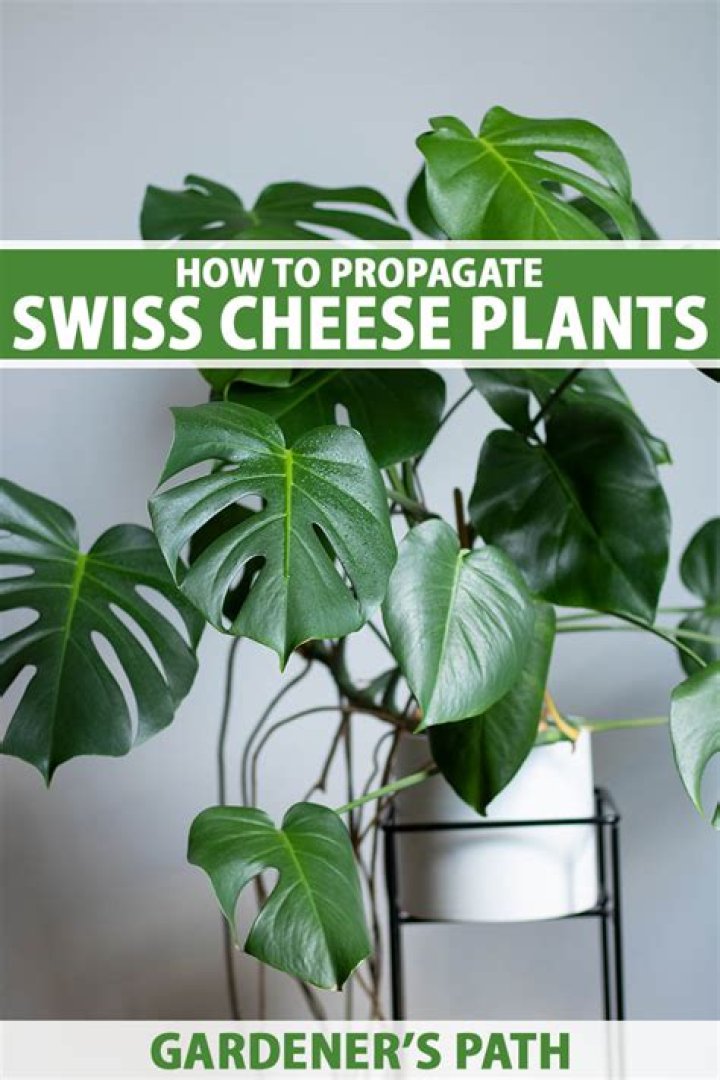 How do you know when a Swiss cheese plant is dying?