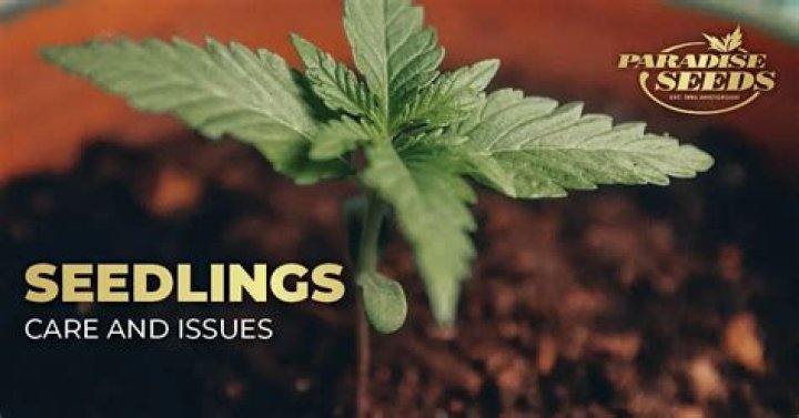 How do you plant marijuana seeds in soil?