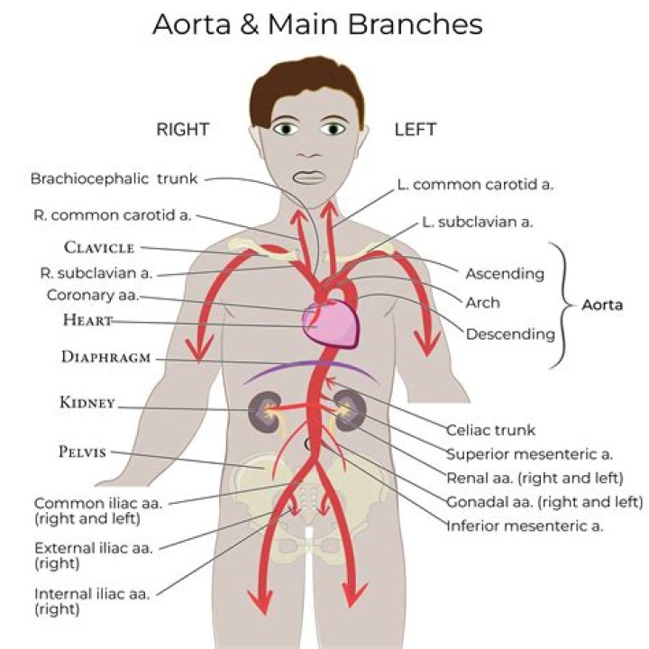 How do you remember abdominal aorta branches?
