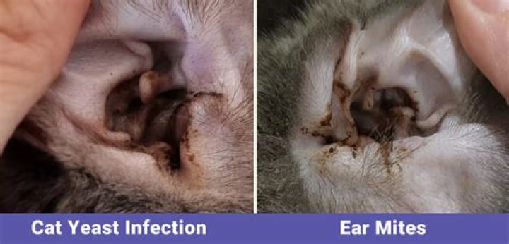 How do you tell if my cat has an inner ear infection?