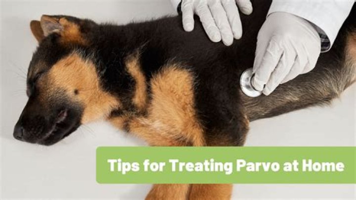 How does a cat act with parvo?