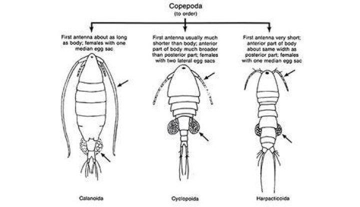 How does the typical copepod move?