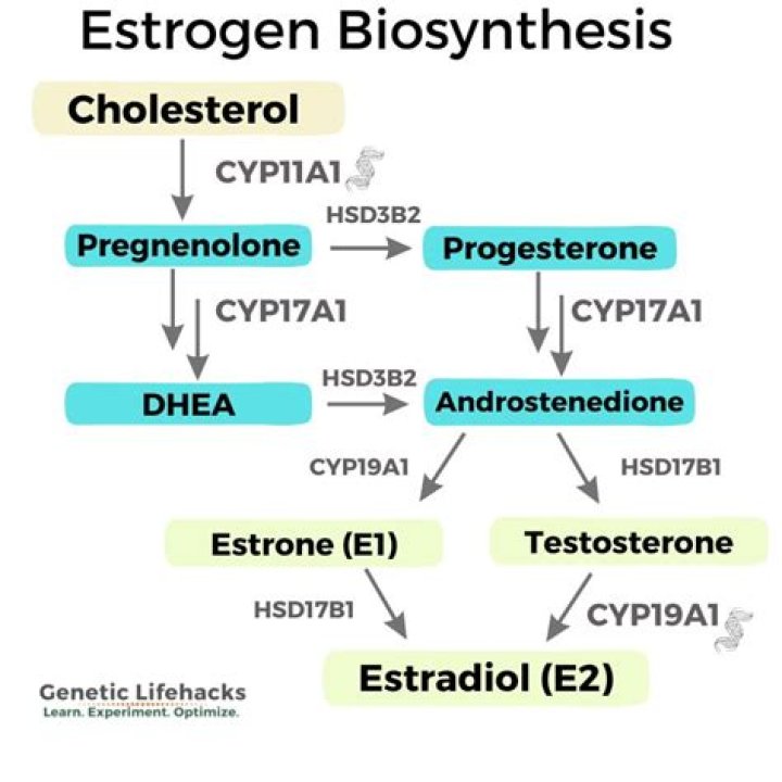 How is estrogen synthesized?