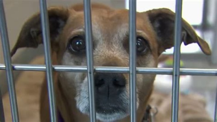 How long before a shelter kills a dog?