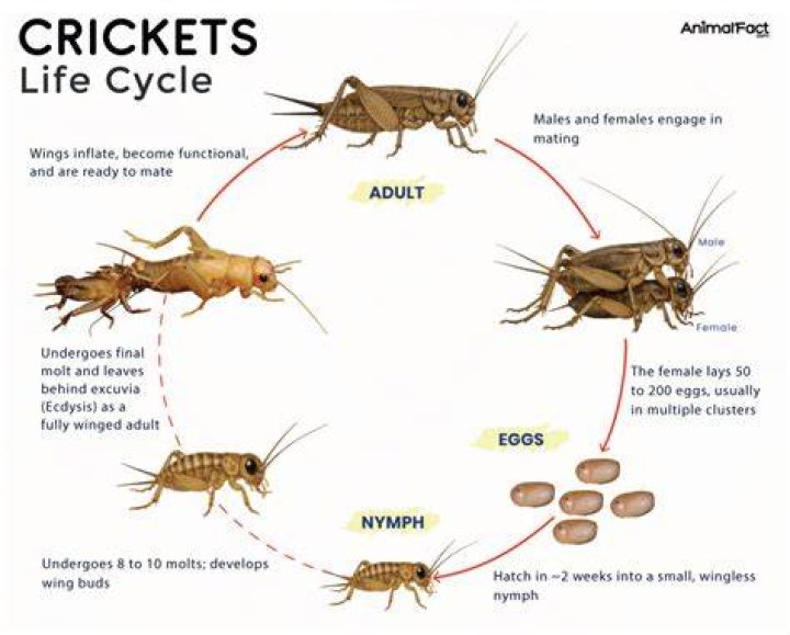 How long can crickets live in shipping containers?