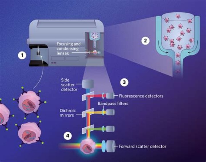 How many lasers does a flow cytometer have?