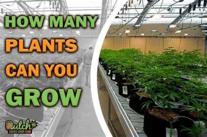 How many plants can you grow with a growers license?