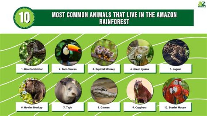 How many species of animals live in the Amazon?
