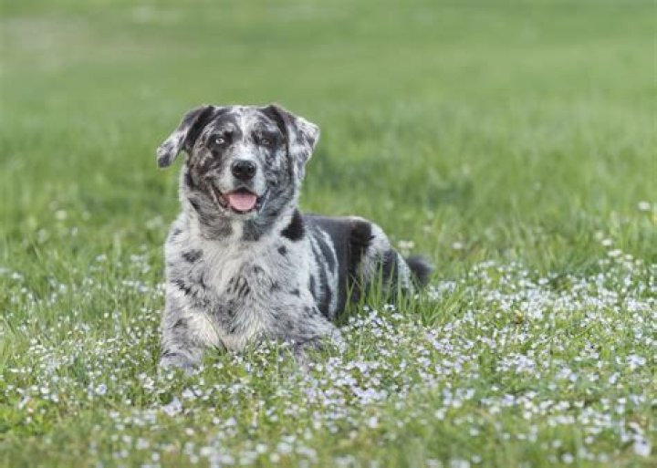 How much do Australian Shepherd Lab mix cost?