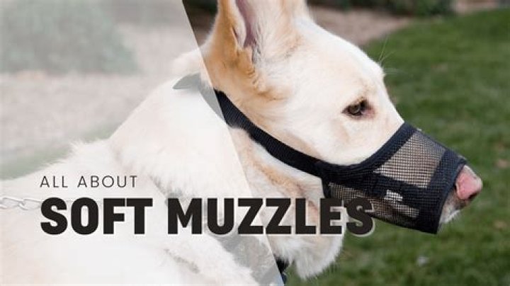 How much do bumas muzzles cost?