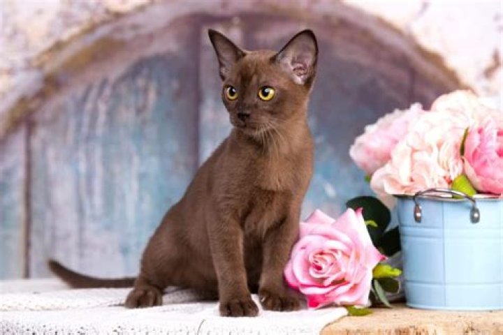 How much do Burmese cats cost?