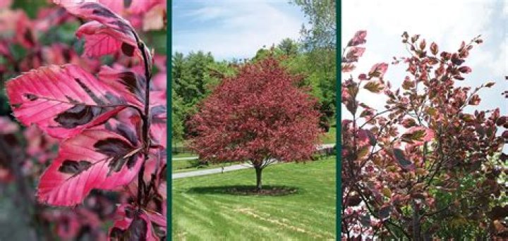 How much does a tricolor beech tree cost?