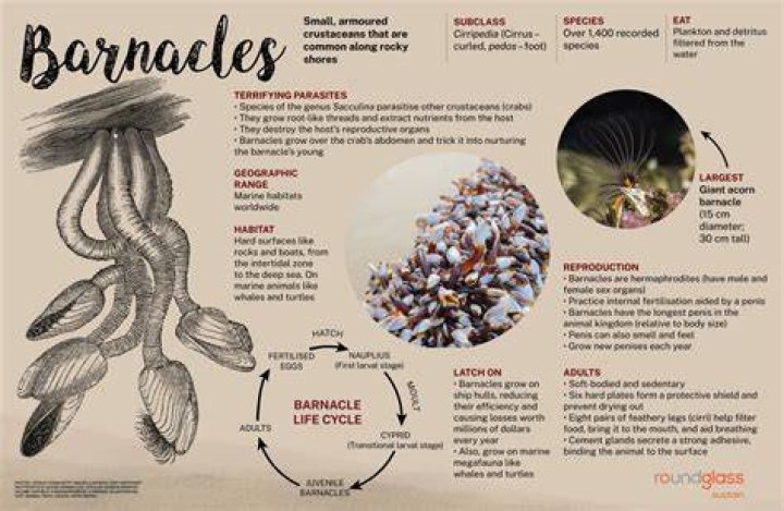 How much does barnacle removal cost?