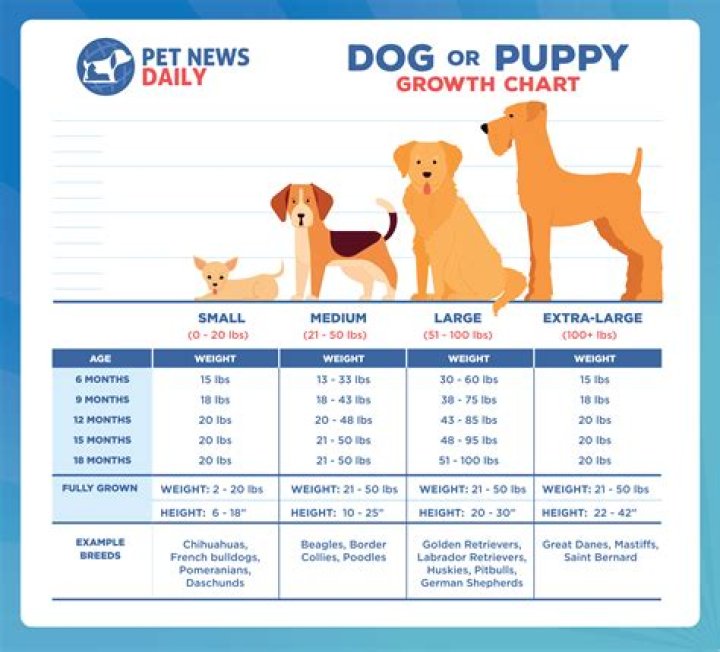 How much should a 10 month old Boxer puppy weigh?