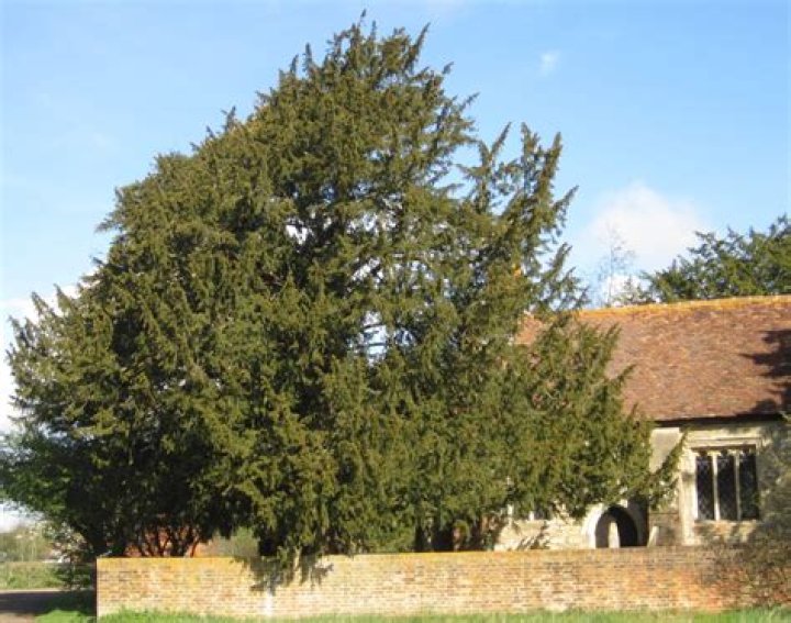 How old is the yew tree at Crowhurst?