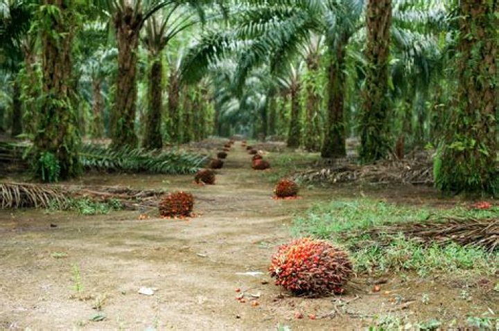 How tall do oil palms get?