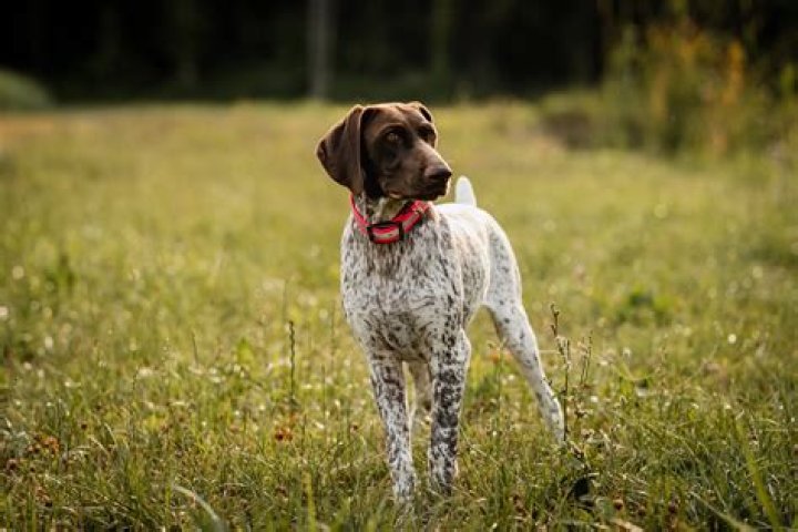 Is a pointer mix a good family dog?