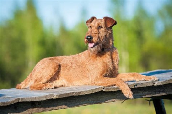 Is an Irish Terrier a good family dog?