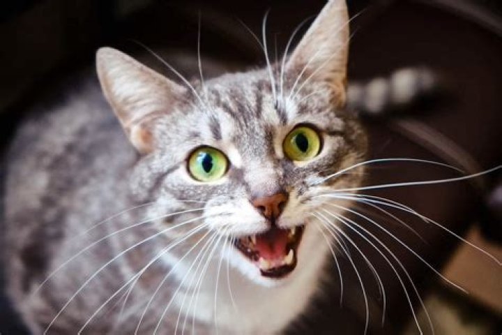 Is barking cat real?