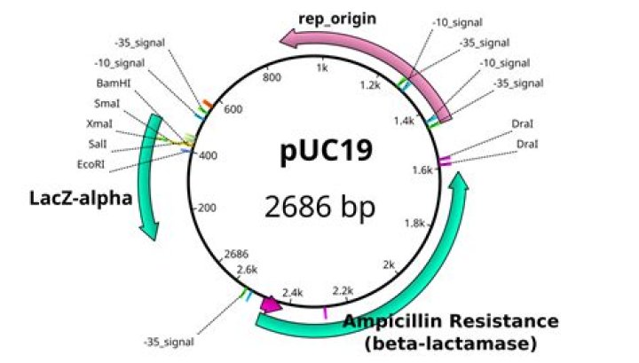 Is pUC19 ampicillin resistance?